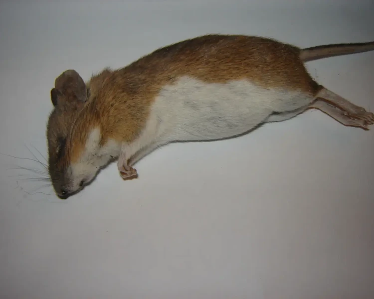 Steppe field mouse