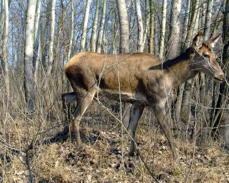 Cervus elaphus hippelaphus