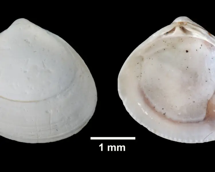 Amethyst gem clam