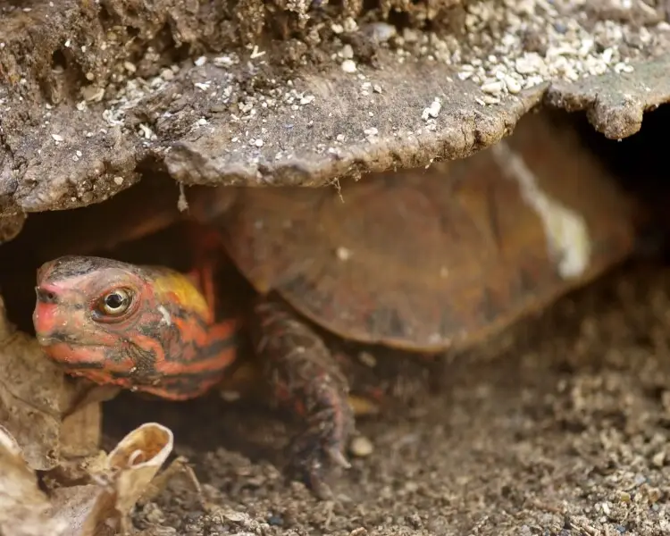 Ryukyu black-breasted leaf turtle