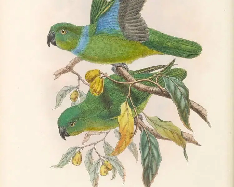 Blue-collared parrot