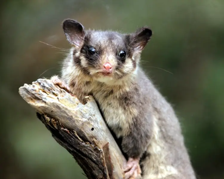 Leadbeater's Possum