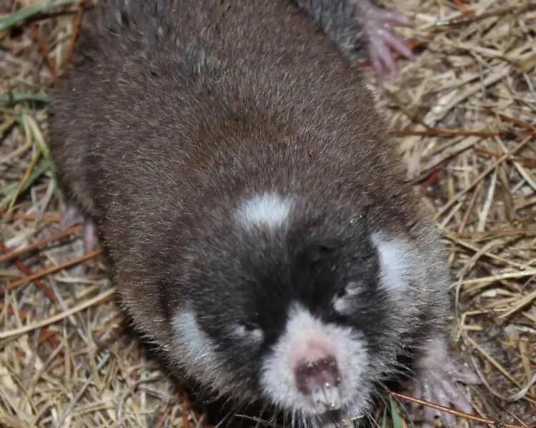 Cape mole-rat - Facts, Diet, Habitat & Pictures on 