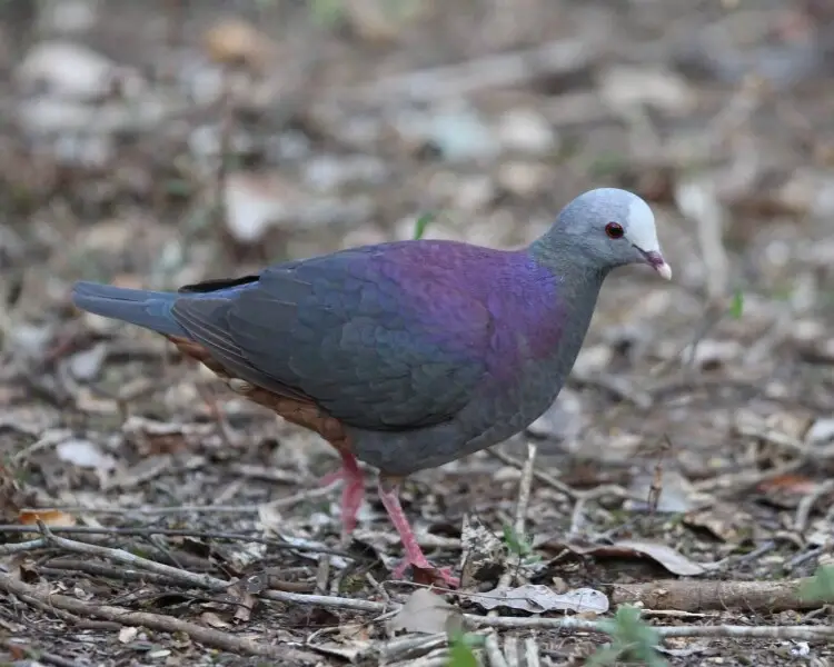 Grey-fronted quail-dove
