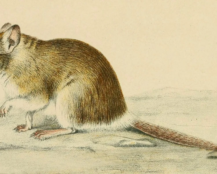 Lesser short-tailed gerbil