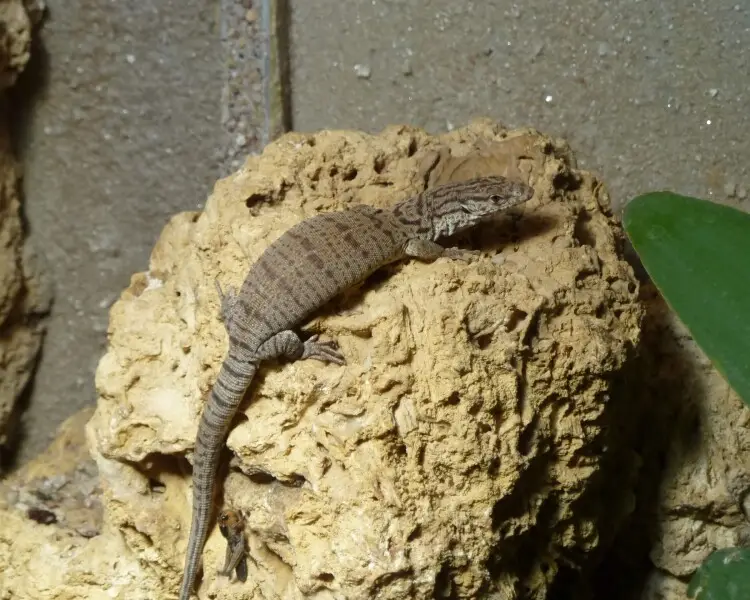 Pygmy mulga monitor - Facts, Diet, Habitat & Pictures on Animalia.bio