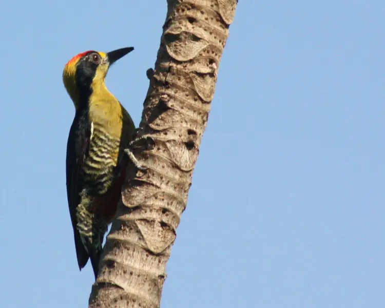 Golden-naped woodpecker