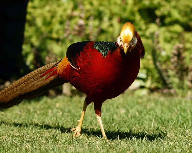 Golden Pheasant - Facts, Diet, Habitat & Pictures on 
