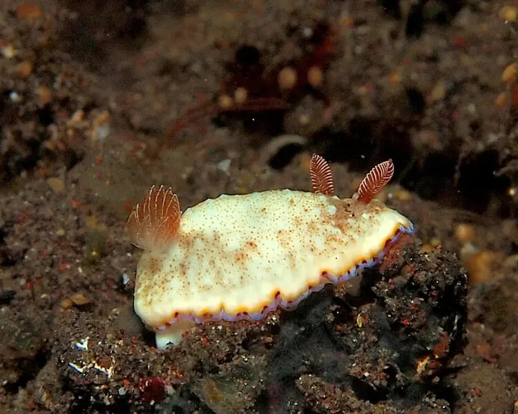 Goniobranchus preciosus
