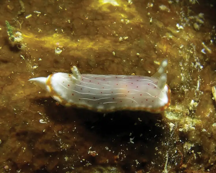 Goniobranchus pseudodecorus