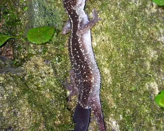 Kuroiwa's ground gecko