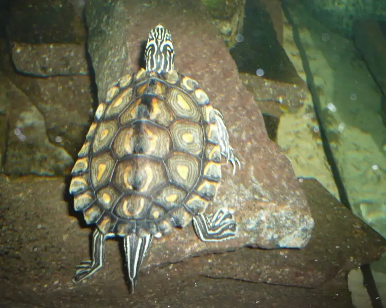 Yellow-blotched map turtle - Facts, Diet, Habitat & Pictures on ...