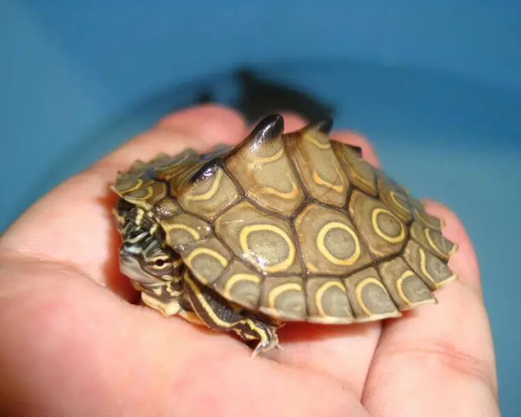 Ringed map turtle