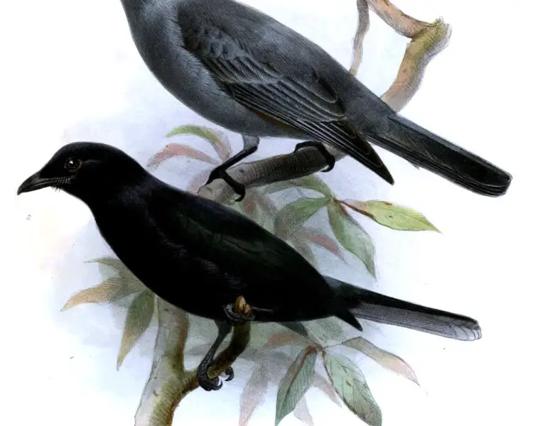 Blackish cuckooshrike