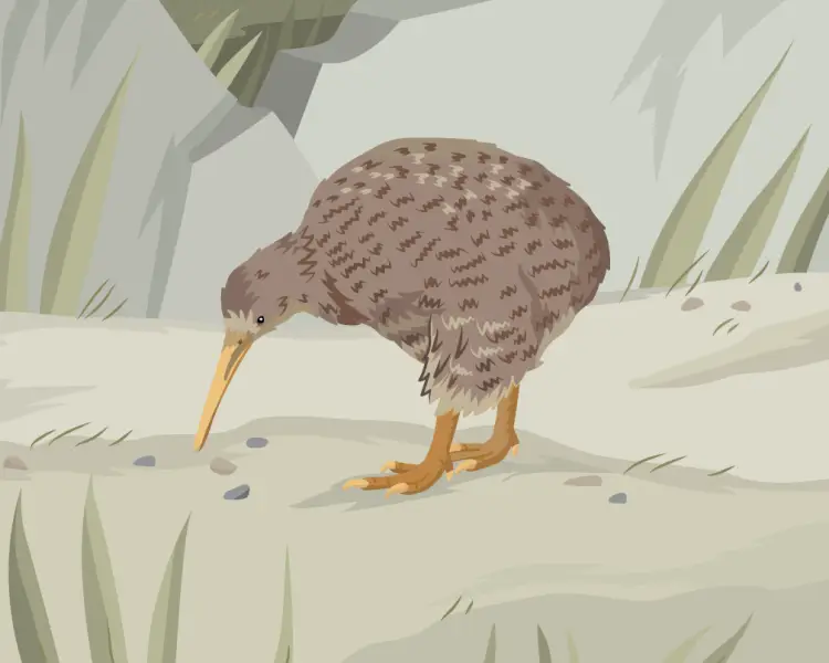Great Spotted Kiwi - Facts, Diet, Habitat & Pictures on 