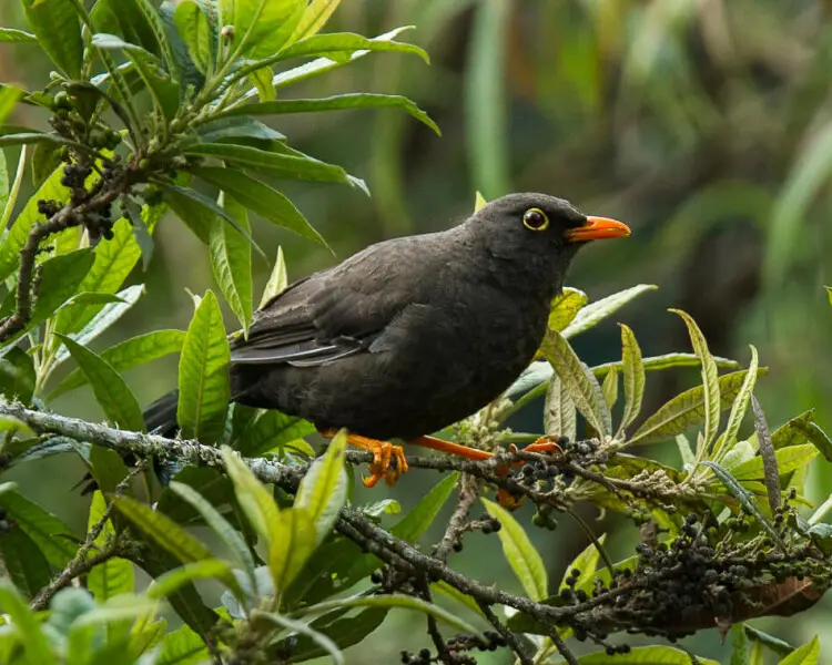 Turdus fuscater