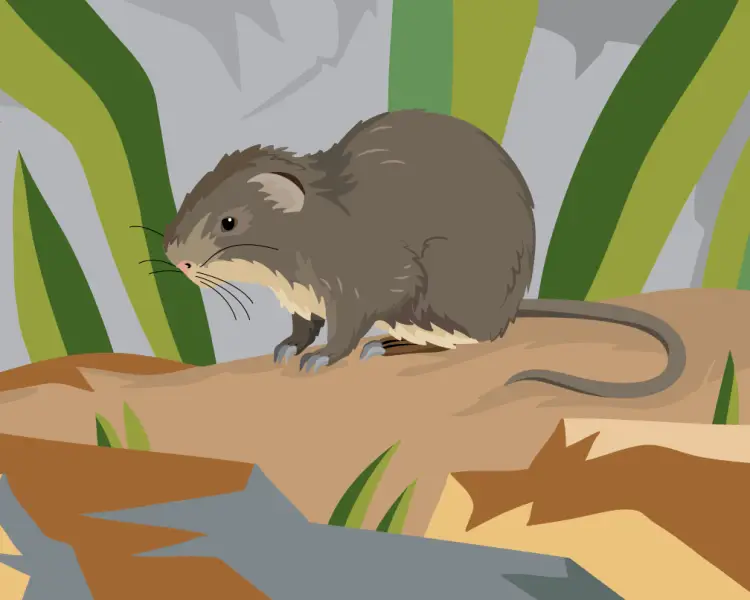 Greater Cane Rat Facts, Diet, Habitat & Pictures on Animalia.bio