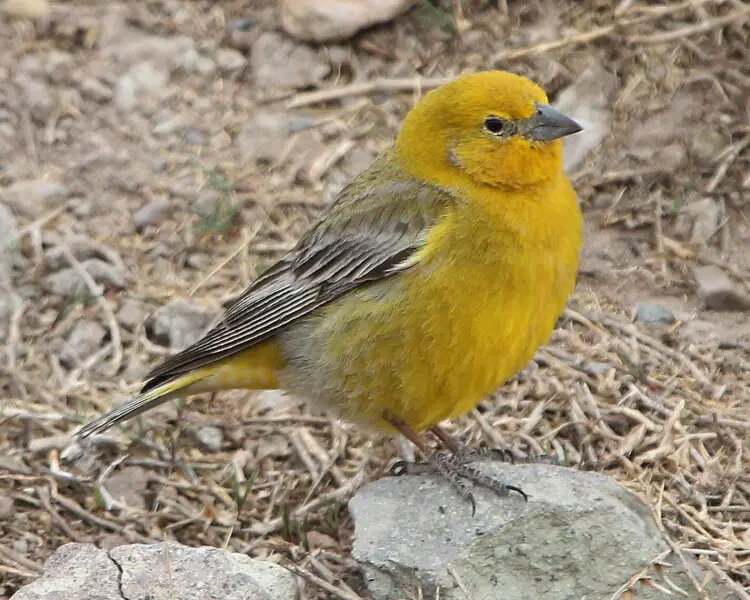 Greater yellow finch - Facts, Diet, Habitat & Pictures on Animalia.bio