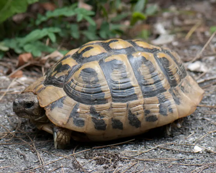 Greek Tortoise - Facts, Diet, Habitat & Pictures on 