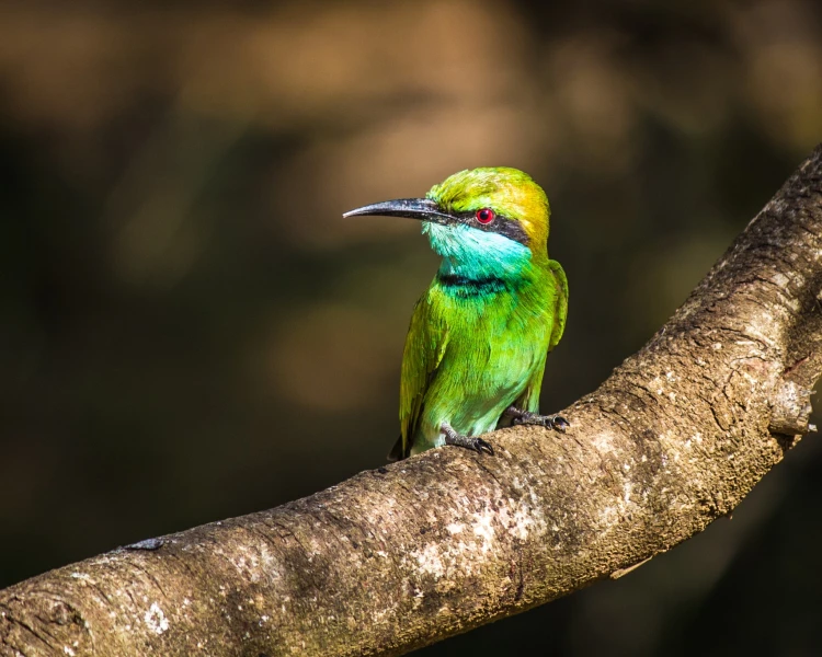 Green Bee-Eater - Facts, Diet, Habitat & Pictures on 
