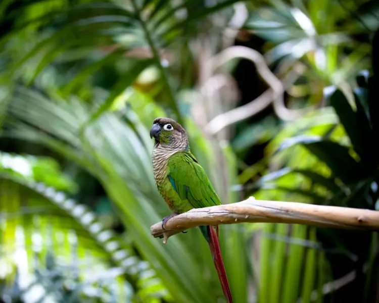 Green-Cheeked Parakeet