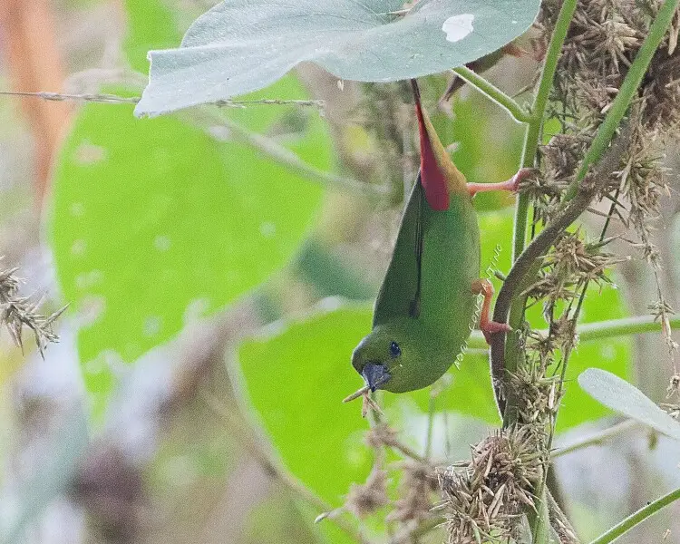 Green-faced parrotfinch