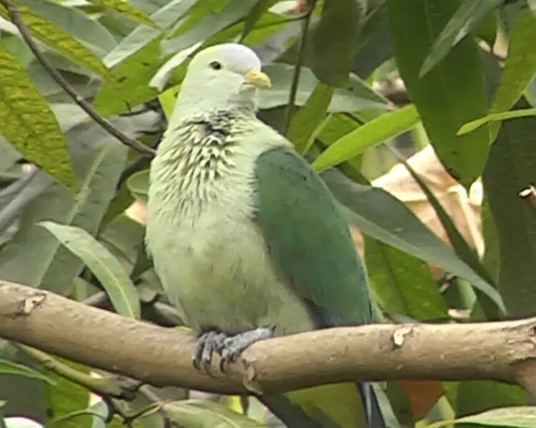 Grey-green fruit dove