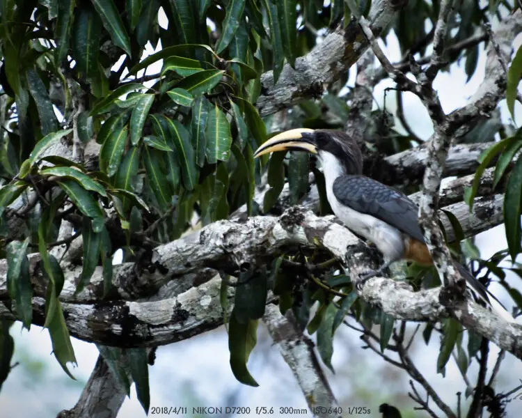 Sri Lanka grey hornbill