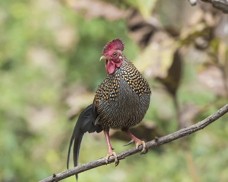 Gallus sonneratii