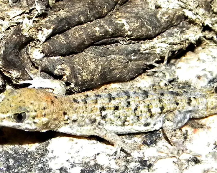 Gymnodactylus geckoides