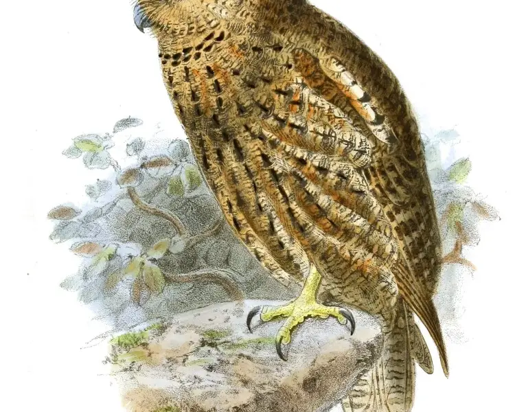 Seychelles scops owl