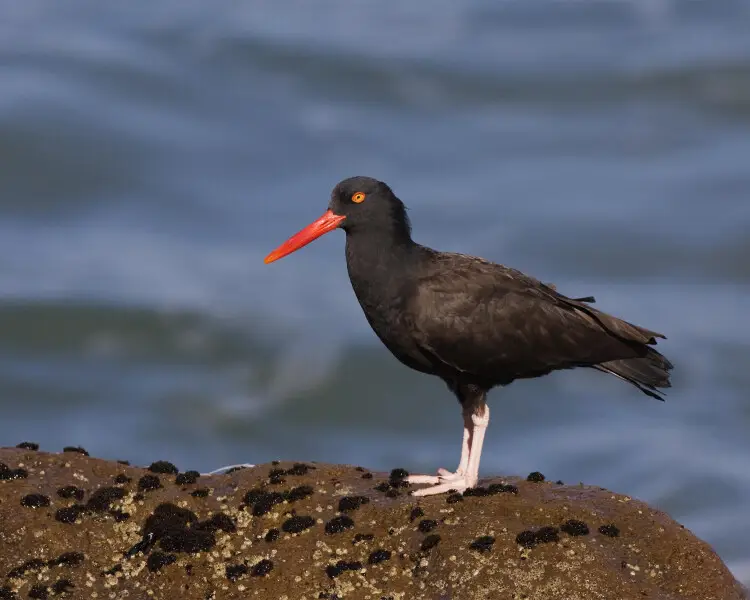 Black oystercatcher - Facts, Diet, Habitat & Pictures on Animalia.bio