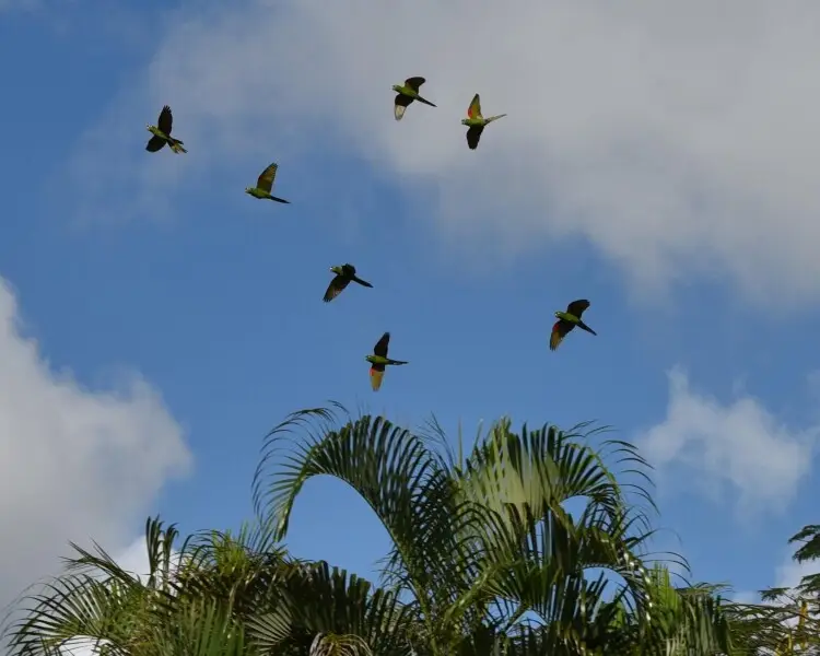 Hispaniolan parakeet