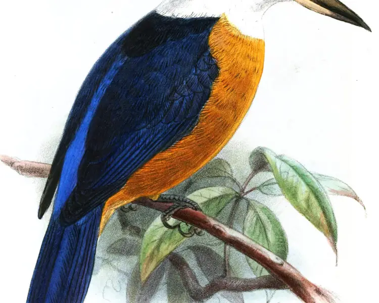 Vanuatu kingfisher