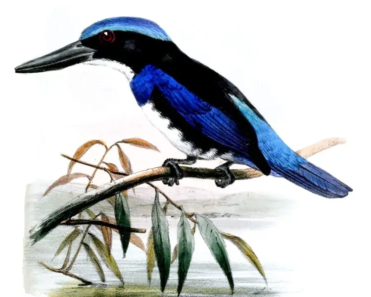 Blue-black kingfisher