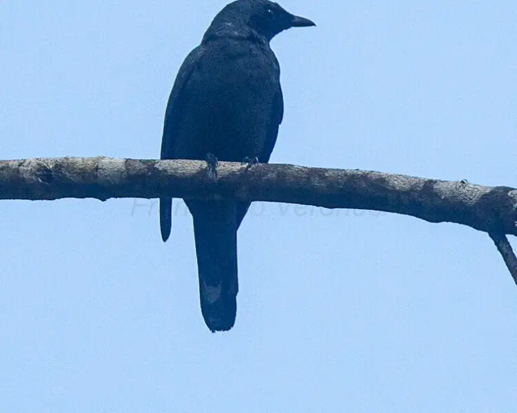 Halmahera cuckooshrike