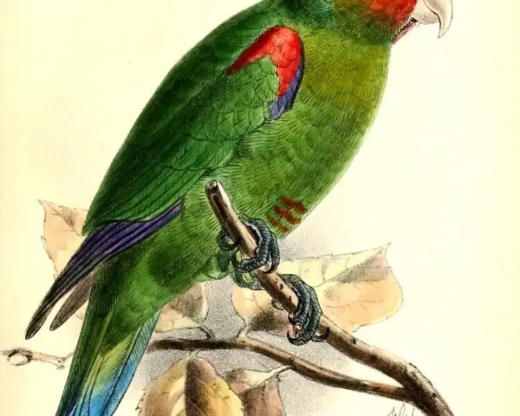 Red-faced parrot