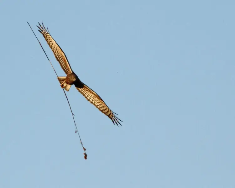 are harrier noisy