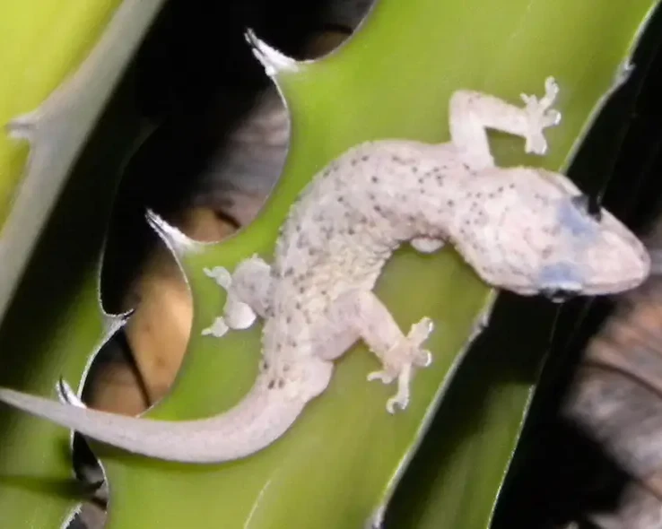 Country leaf-toed gecko