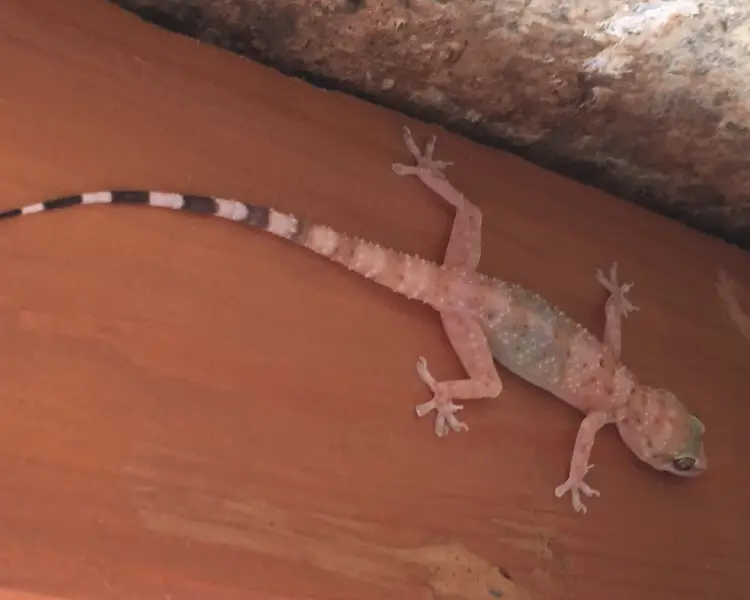 Mount Sinai gecko