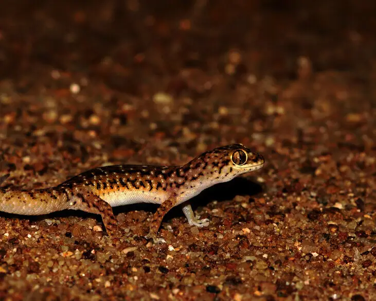 Scaly gecko