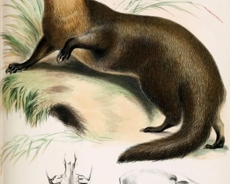 Short-tailed mongoose