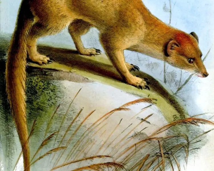 Somalian slender mongoose