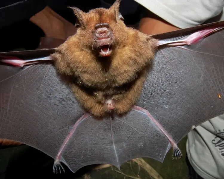 Intermediate roundleaf bat