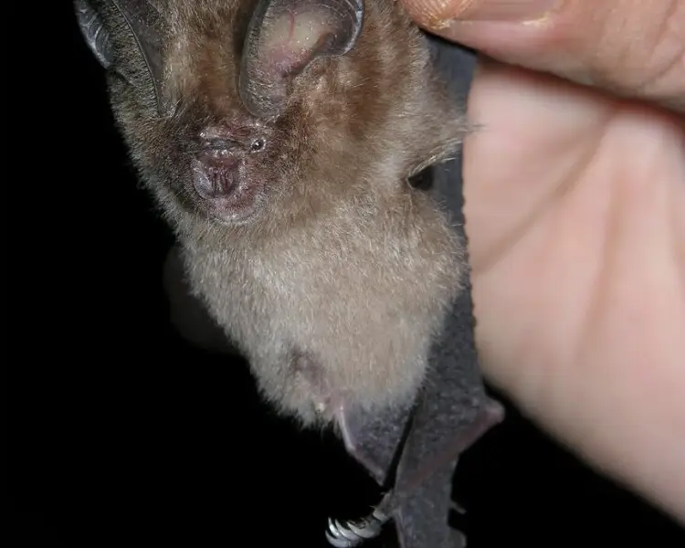 Dusky leaf-nosed bat