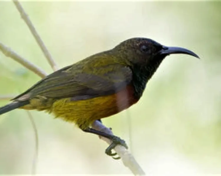 Humblot's sunbird