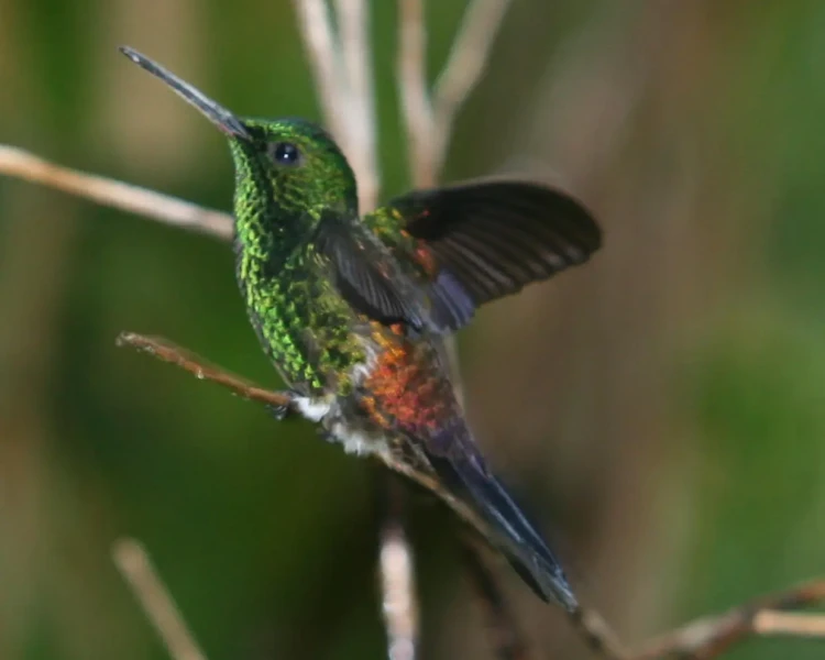 Copper-rumped hummingbird
