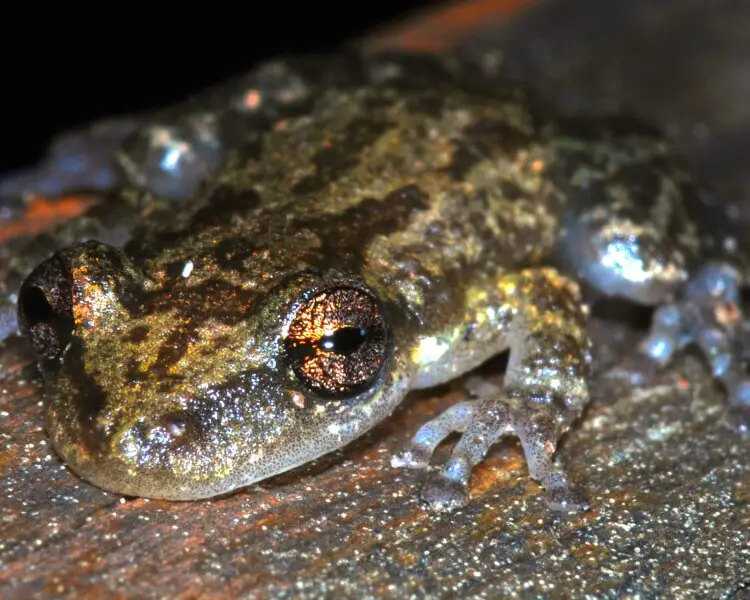 Scinax staufferi факти, дієта, ареал і фотографії на Animalia.bio