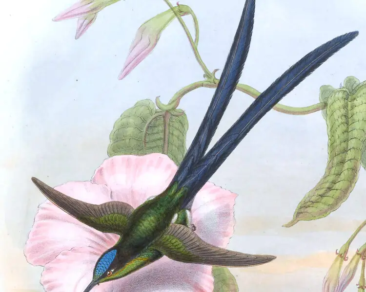 Scissor-tailed hummingbird