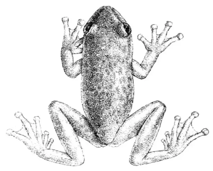 Hyloscirtus albopunctulatus факти, дієта, ареал і фотографії на